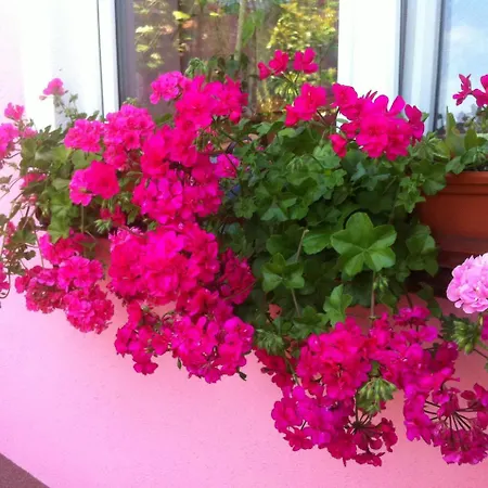 Biser Ξενοδοχείο με διαμερίσματα