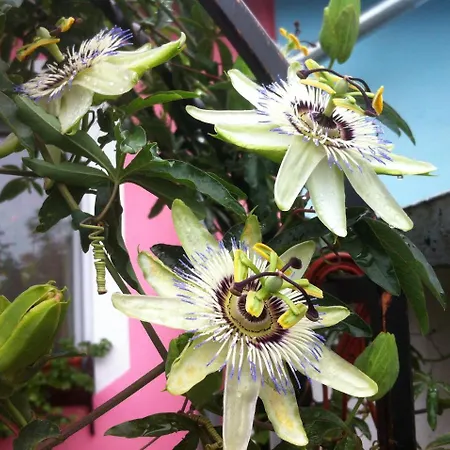 Ξενοδοχείο με διαμερίσματα Biser 3*